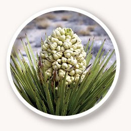 Yucca Extract