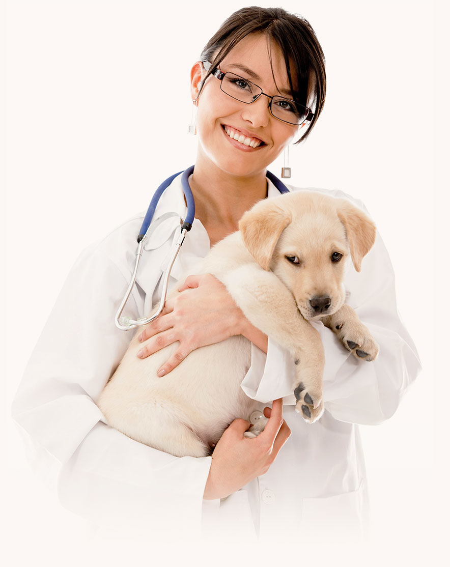 VegePet Functional Pet Food / Veterinarians and Professionals Recommend